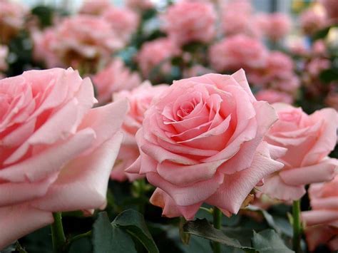 Tipos De Rosas En El Mundo Jardineria On