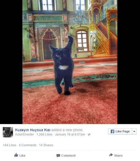 À Istanbul un Iman accueille les chats errants dans sa mosquée