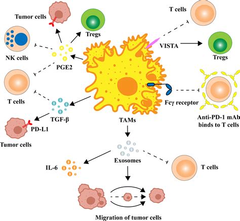 Frontiers Tumor Associated Macrophages Regulate Pd Pd L