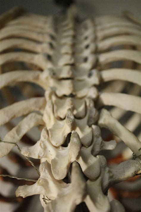 Anatomy and physiology of human ribs both men and women have 12 pairs of ribs. model photography spine ribs ribcage skeleton bones ...