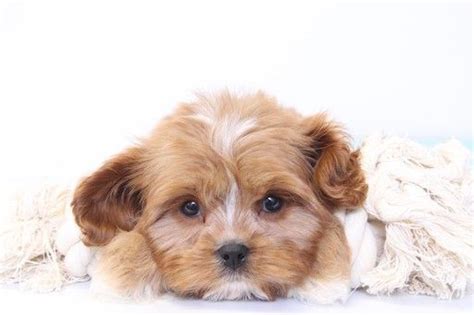 Cavapoo in dogs & puppies for rehoming in ontario. Cavapoo puppy for sale in NAPLES, FL. ADN-32969 on ...