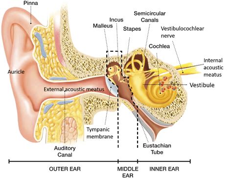 External Ear Auricle And External Acoustic Meatus