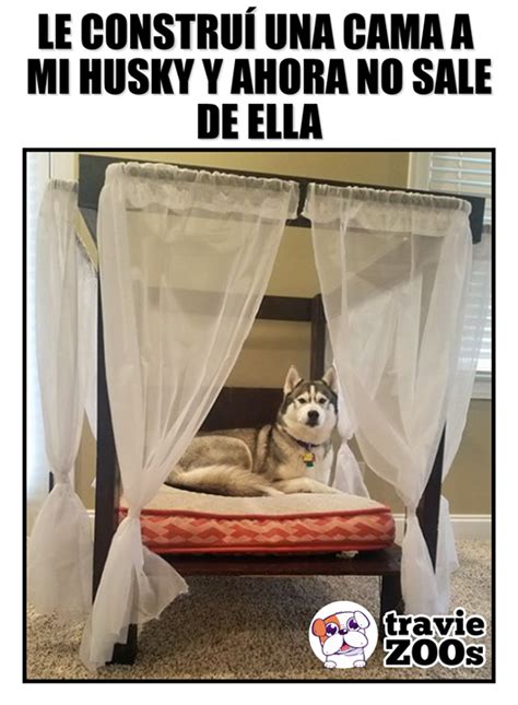 Duerme Como Rey Vive Como Rey Es Un Rey Humor De Animal