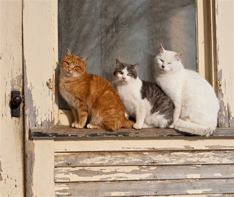 cats sitting outdoors  peeling window ledge  tree reflection  glass barbara