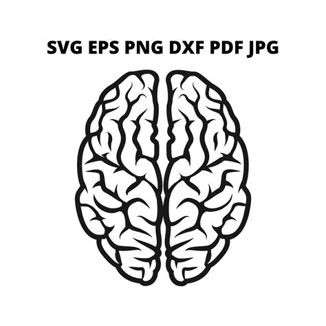 Human Brain Top Down Svg Clipart Human Brain Picture Print On Demand
