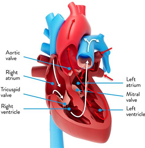 What Is Heart Valve Disease Heart Valve Disease Symptoms