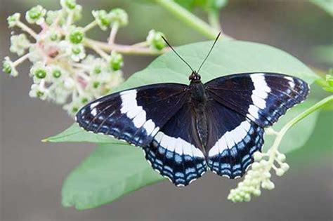 Plants That Attract Butterflies