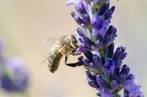 Wer an die provence denkt, dem fallen sicher zunächst die violett leuchtenden lavendelfelder ein, die zum symbol der südfranzösischen region geworden sind. Frankreich-Provence-Lavendel-Biene-trinkt ...