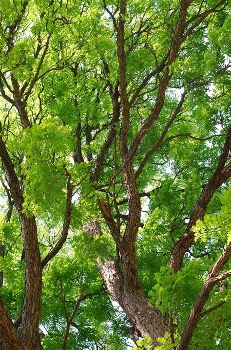 Kentucky coffee tree is a newly popular native species used to replace ash and elm trees as stree trees. Kentucky Coffeetree - Gymnocladus Dioicus | Deciduous ...