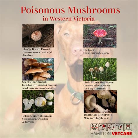 Are Wild Mushrooms Poisonous To Dogs