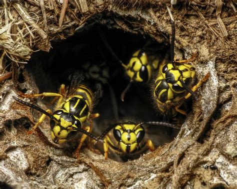 How To Protect Honey Bees From Yellow Jackets Beekeepclub