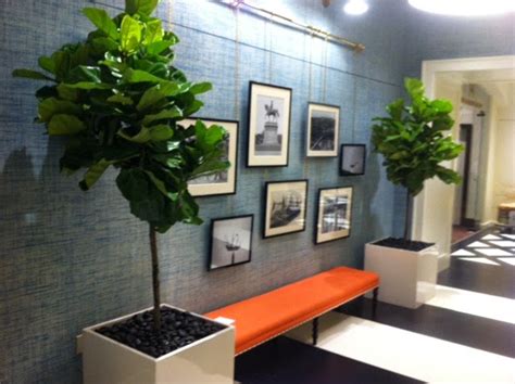 Designing With Ficus Lyrata Within The Boston Design Center Office