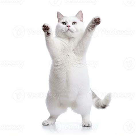 Funny Dancing Cat On White Background The Cat Stands On Its Hind Legs