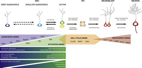 Quiescence Of Adult Mammalian Neural Stem Cells A Highly Regulated