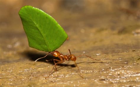 Watch Leafcutter Ants Use Leaves To Grow Fungi Science Aaas