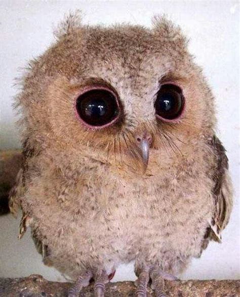 Birds And Feather Cute Baby Owl Baby Owls Animals Beautiful