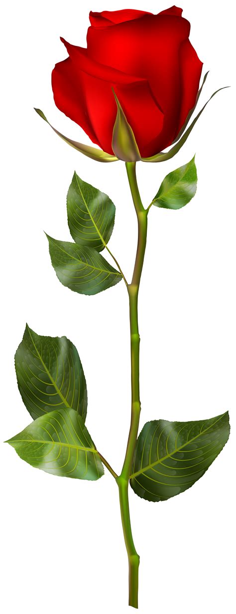 Rose Stem Png PNG Image Collection