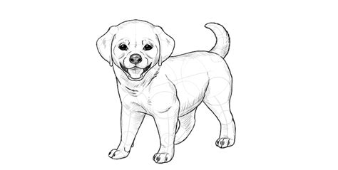 Kawaii cartoon small hound dog drawing. How to Draw a Puppy