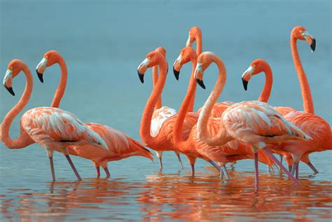 Flamingo Wallpapers High Quality Download Free