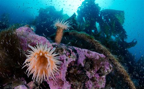 Anemones Grow Like Underwater Flowers On A Kelp Canopy Which Covers