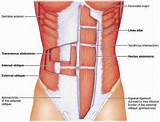 Diagram Of Core Muscles Photos