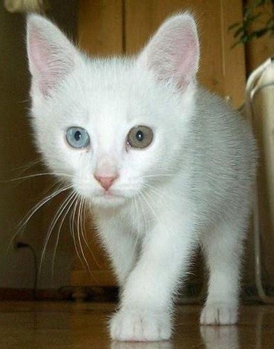 White Cat With Heterochromia Iridum 12
