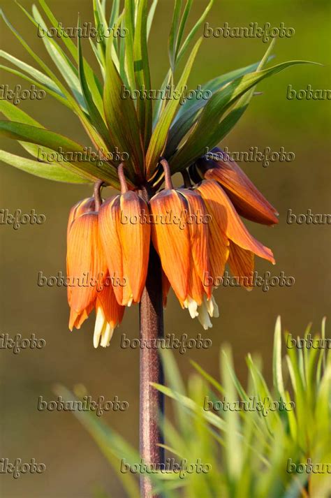 Image Crown Imperial Fritillaria Imperialis 483191 Images Of