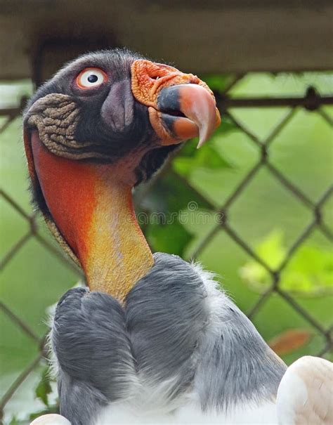 King Vulture Stock Photo Image Of Face Detail Bald 96268400