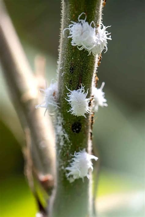 How To Get Rid Of Mealybugs The Contented Plant
