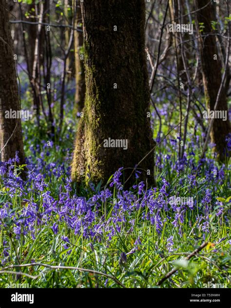 Bluebells On The Woodland Floor In Spring Stock Photo Alamy