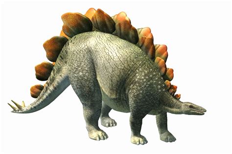 What is the dinosaur with a round spiky tail called? Stegosaurus: Bony Plates & Tiny Brain | Live Science