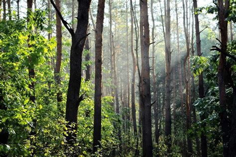 Aforestation Forest Light Mist Nature Ray Of Sunshine Sun Light