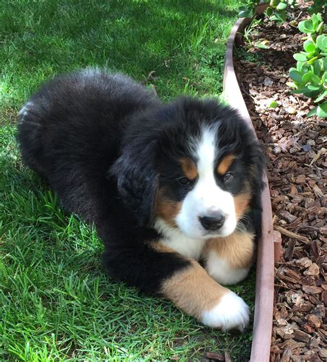Pin By In Love With Pits On Louie The Bernese Mountain Dog Burnese