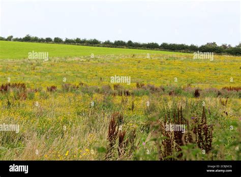 Wild Grassland Field Meadow With Wild Plants And Yellow Flowers In