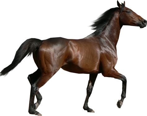 Black Horse Png Animal 6
