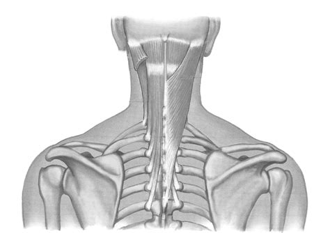 Learn about the different parts of the spine so you understand how it's designed and how it functions. Label Muscles of the Head and Neck