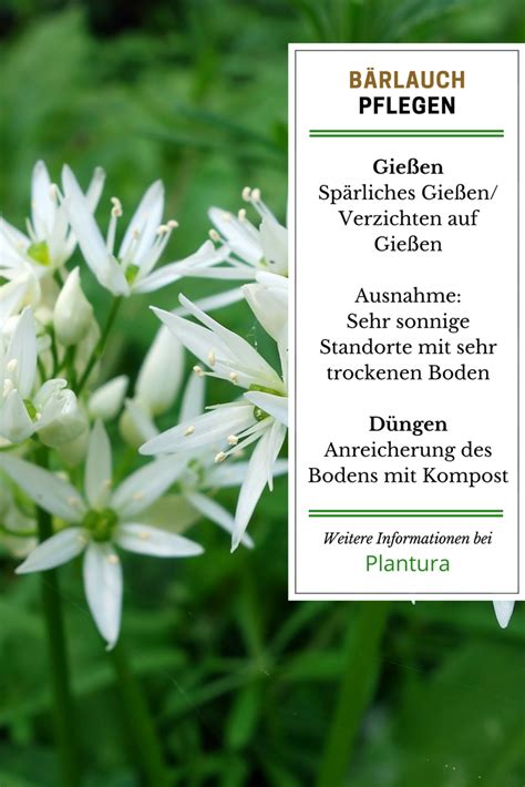 Der verwandte von knoblauch, zwiebel und schnittlauch mit den sternförmigen weißen blüten war schon bei den römern, germanen und. Bärlauch anpflanzen: Den wilden Knoblauch selbst pflanzen ...