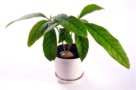 A Potted Plant With Green Leaves In It