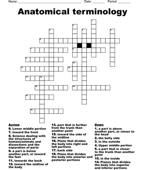 Anatomical Terminology Worksheet 2 Answer Key