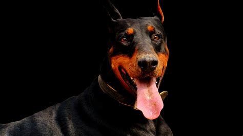 Desktop Wallpaper Doberman Dog Muzzle Hd Image Picture Background