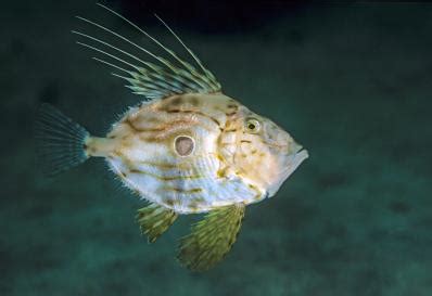 Good availability and great rates. John dory | Australian Fisheries Management Authority