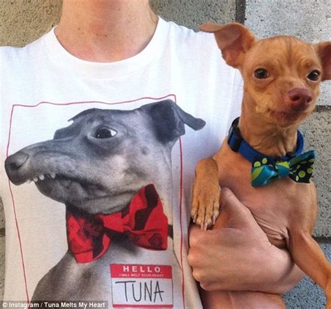 Meet Tuna The Chihuahua Dachshund Mix Who Has Melted The Hearts Of