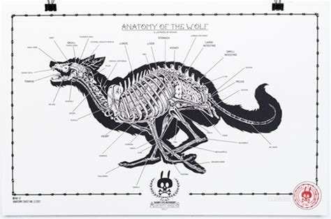 Anatomy Of The Wolf Anatomy Sheet No12 By Nychos Dogstreets