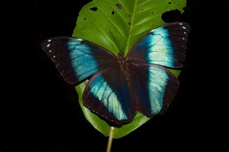 Blue Morpho Butterfly · Amazonia Expeditions