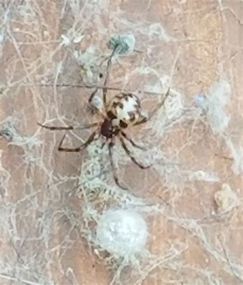 Female Steatoda Triangulosa Triangulate Cobweb Spider In Alloway New