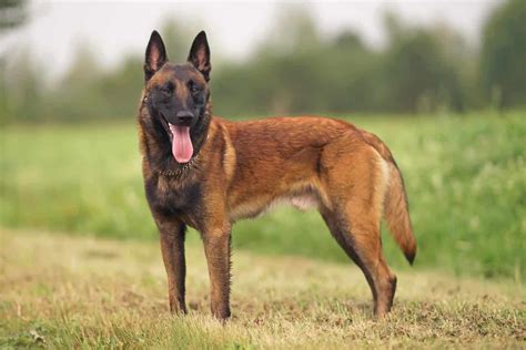 The malinois, the groenendael, the tervuren, and the laekenois. Belgian Malinois - Dog Breed history and some interesting facts