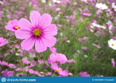 Flower Meadow Pink Cosmos Flower Coreopsideae Stock Photo Image Of