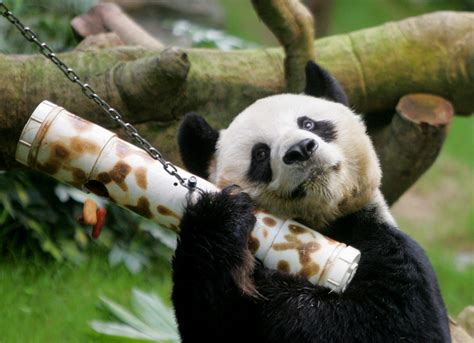 An An World S Longest Living Male Giant Panda Dies At 35 Daily Sabah