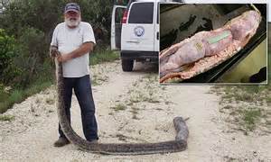 Massive 16 Foot Python Caught In The Florida Everglades After Eating