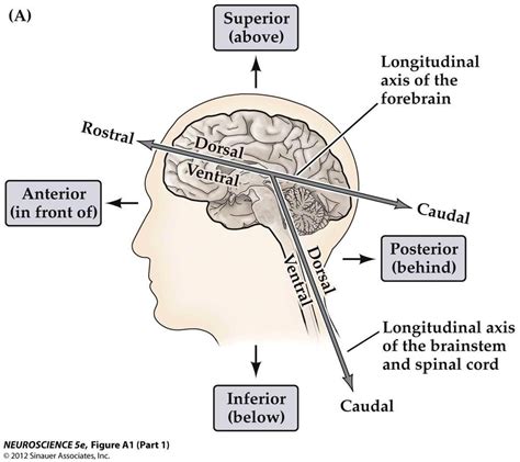 BIOPSYCH Exam 2 Spinal Cord Brain Diagram Quizlet